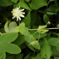Passiflora subpeltata Ortega